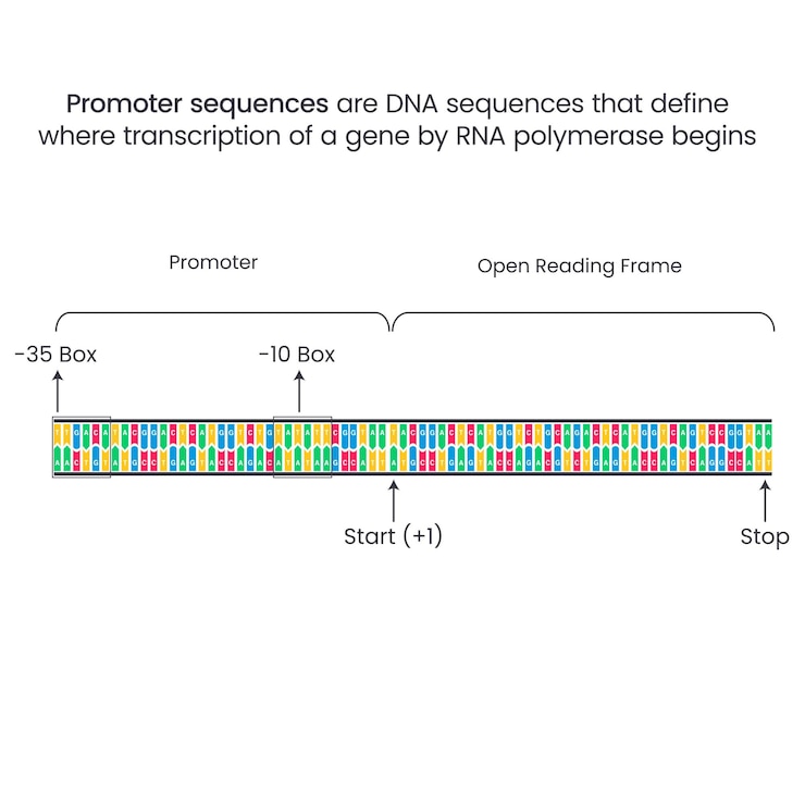 Vector promoter dna sequences genome sciences vector illustration infographic