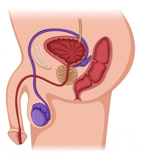 Vector prostate gland in male human