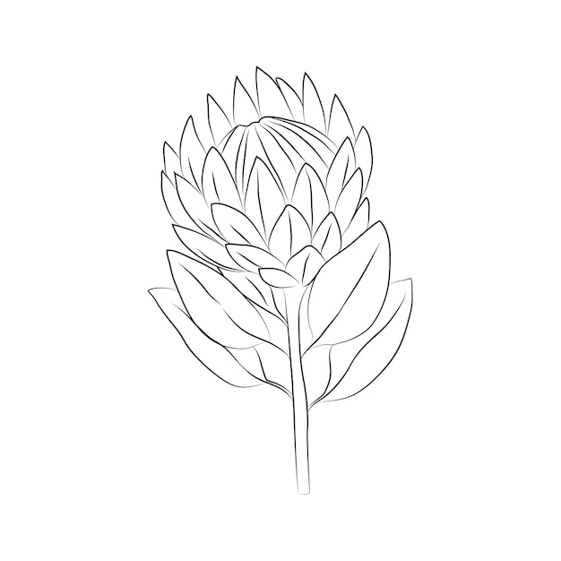 Protea bloem grote knop getekend met lijnen Geïsoleerde knop op een tak Voor uitnodigingen en valentijnskaarten