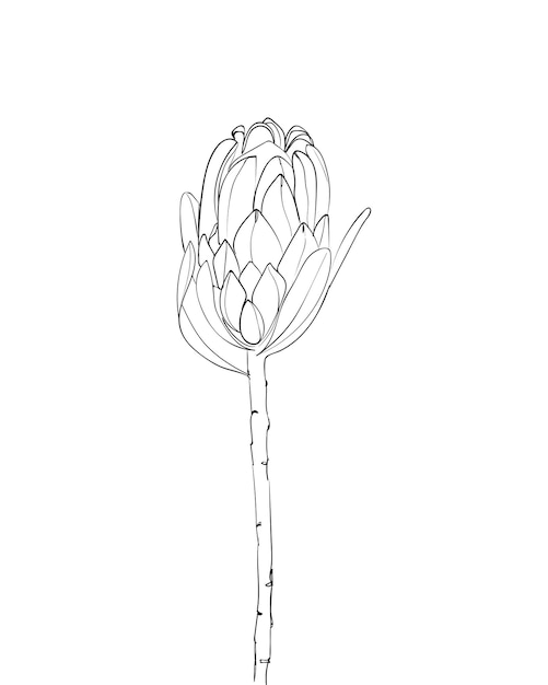 Protea bloem lijntekening. Exotische tropische bloemen. - Vectorillustratie