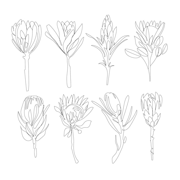 Protea bloemen set line art vector tekening voor decoratie design. minimale kunst