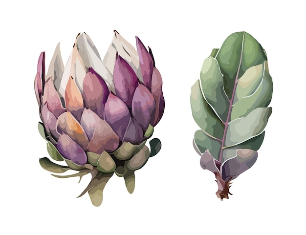 Protea clipart isolated vector illustration