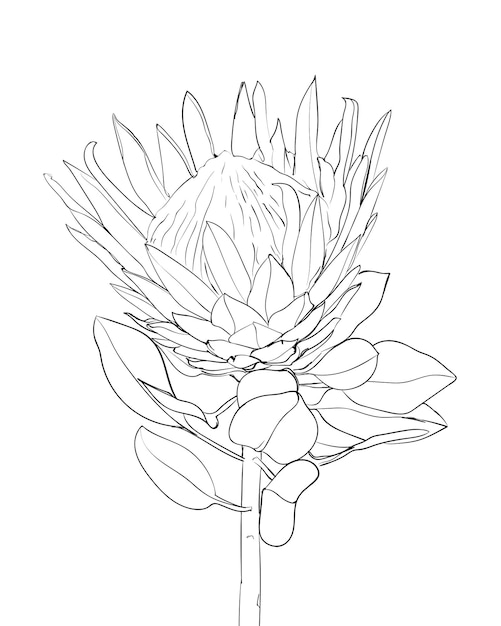 Protea flower line drawing. Exotic tropical flowers. - Vector illustration