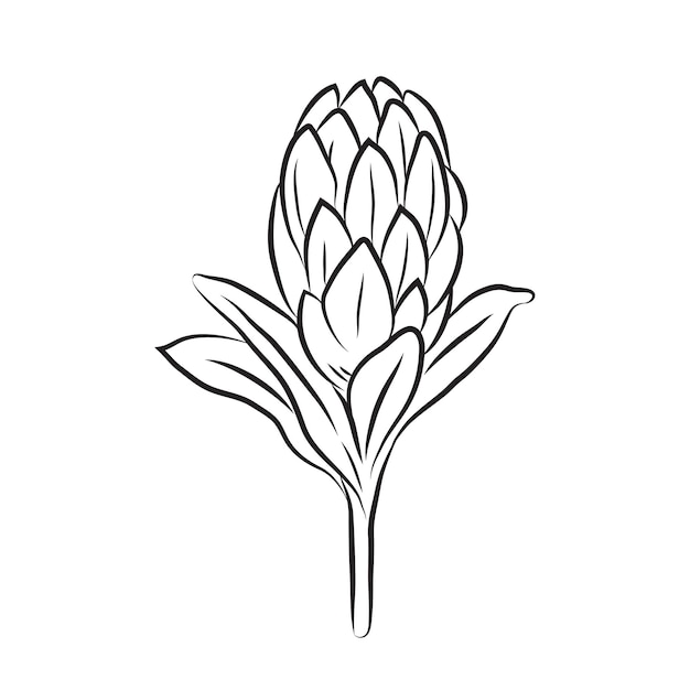 프로 테아 꽃 선형 아이콘 큰 아프리카 프로 테아 라인 아트 열대 식물학의 새싹
