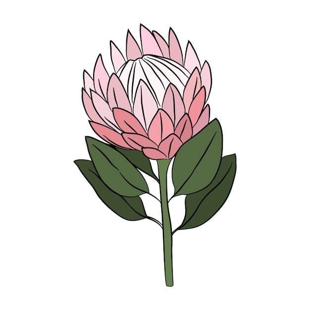 Protea flower simple colored icon Botanical bud for cards