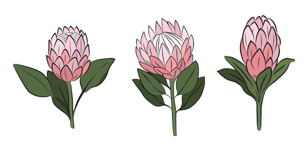 Protea fiori set di 3 grandi boccioli disegnati con colore germoglio isolato su un ramo per inviti e san valentino