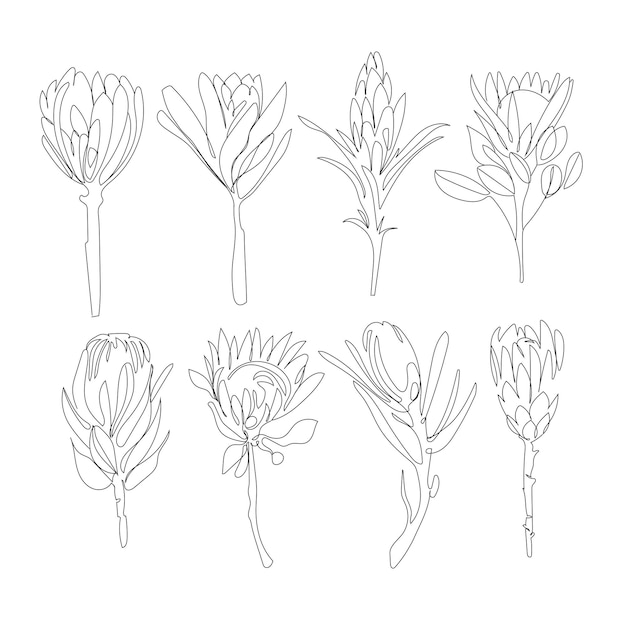 Protea 꽃은 장식 디자인을 위한 라인 아트 벡터 드로잉을 설정합니다. 미니멀 아트