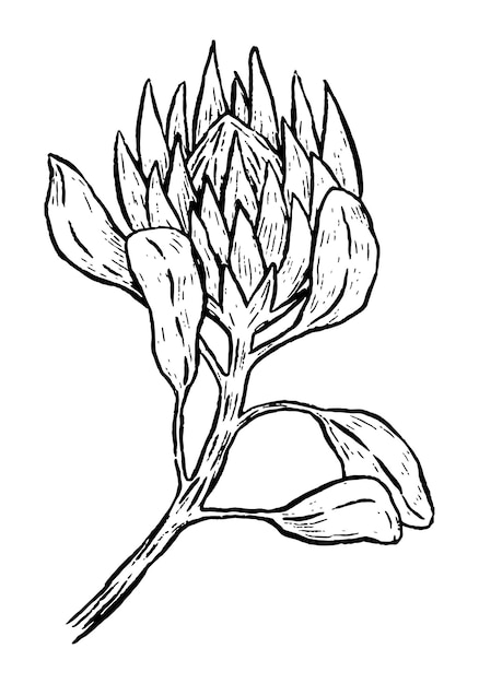 Protea 열 대 꽃 이국적인 식물의 식물 그리기 손으로 그린 벡터 일러스트 레이 션 개요 빈티지 클립 아트 흰색 절연