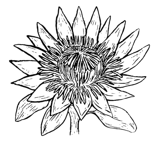 Protea tropische bloem botanische tekening van exotische plant hand getrokken vectorillustratie overzicht vintage clipart geïsoleerd op wit