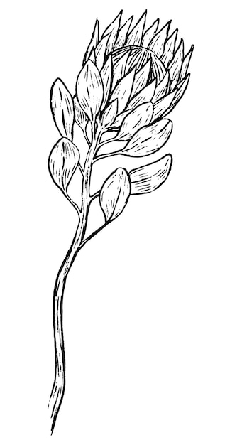 Protea tropische bloem Botanische tekening van exotische plant Hand getrokken vectorillustratie Overzicht vintage clipart geïsoleerd op wit