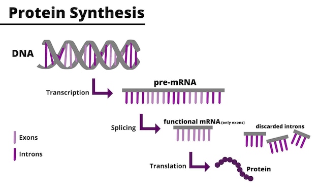 Vettore processo di sintesi proteica. produzione di proteine dal dna. illustrazione didattica.