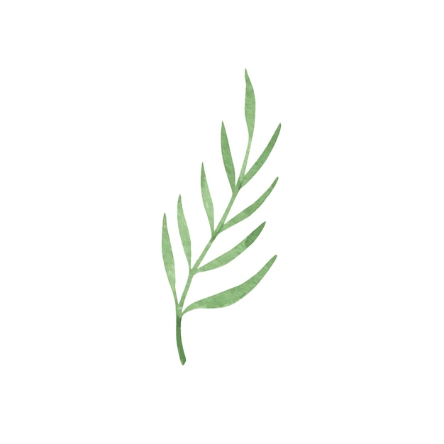Зеленые листья Прованса Ручной обращается летние травы акварельный клипарт