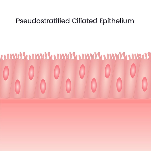 Pseudostratified Ciliated Epithelium wetenschap achtergrond vector