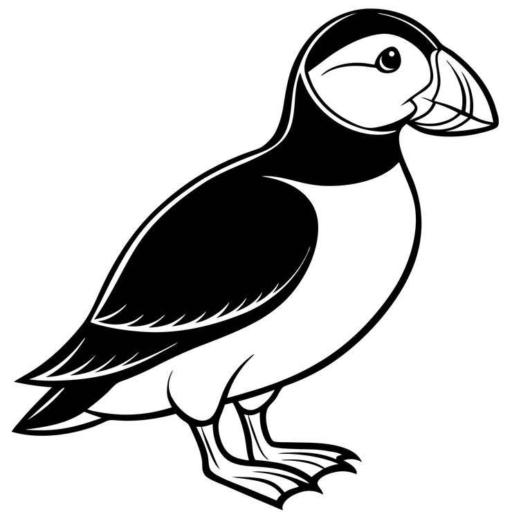 Vector puffin bird vector illustration design