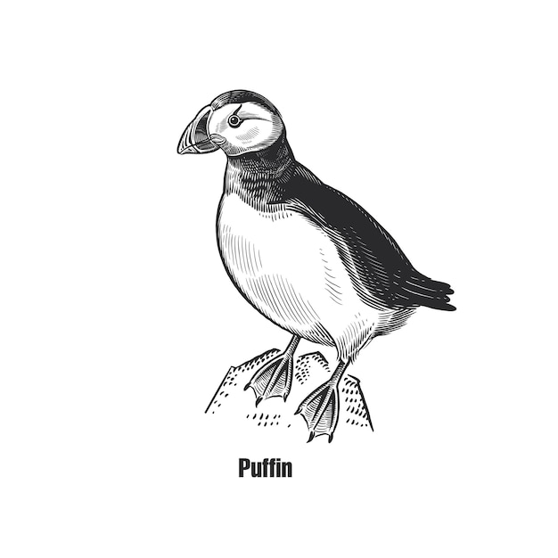 Puffin Exotic bird Black sketch of animal on a white background Vintage engraving Vector