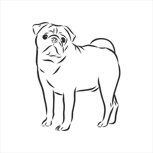 Pug dog black and white hand drawn. Funny happy smiling pug, sitting and looking forward. Dogs, pets themed design element, icon, logo.