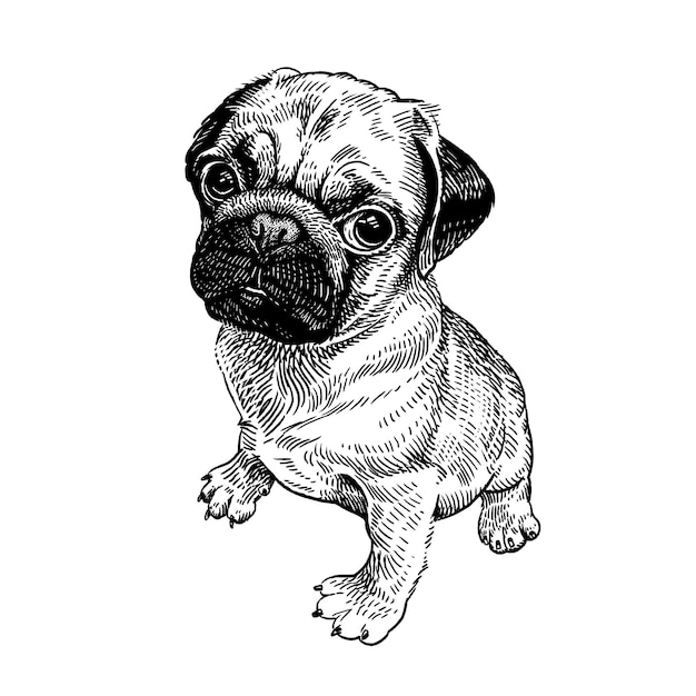 Мопс милый щенок черно-белый рисунок от руки