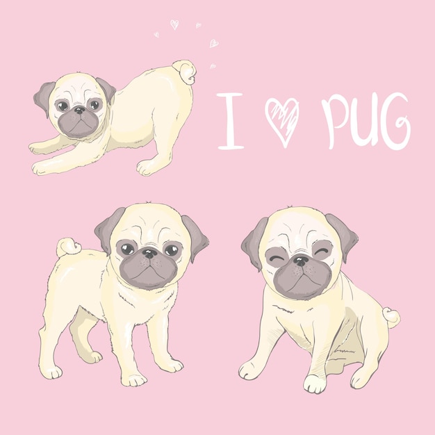 Pug Puppy