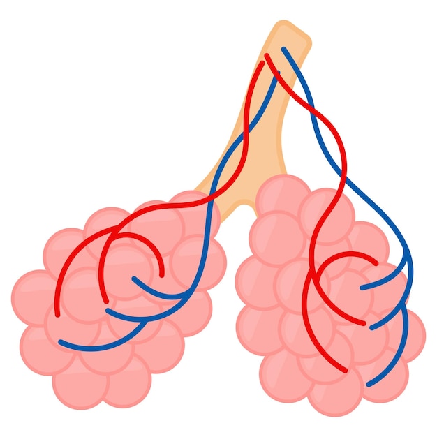 Vector pulmonary veins vector design organ system human anatomy human body parts alveoli concept