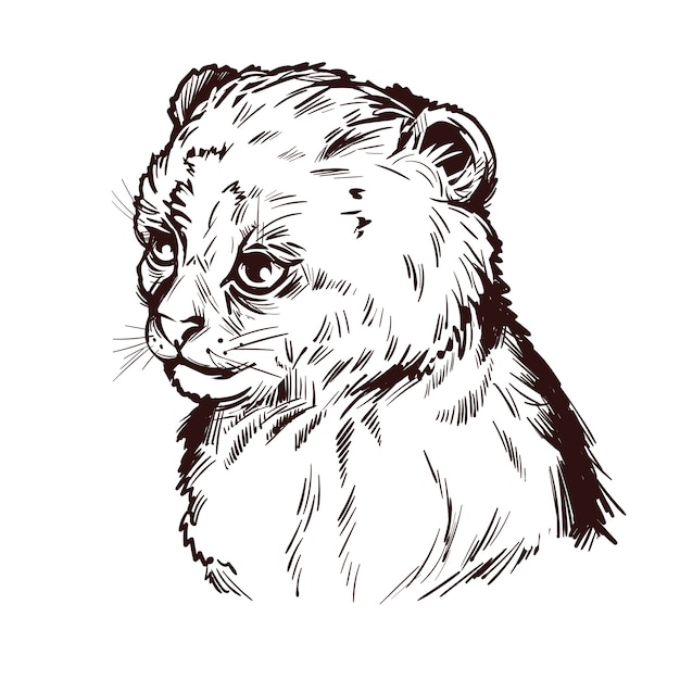 Puma baby, portrait of exotic animal isolated sketch. hand drawn illustration.