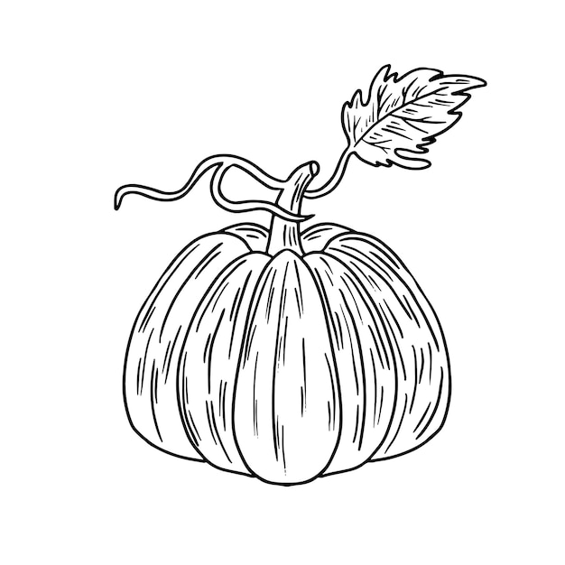 Pumpkin hand drawn doodle illustration Black and white vegetable outline Autumn harvest element