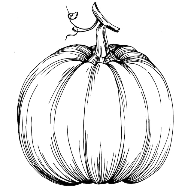 Vector pumpkin hand drawn vintage illustration of pumpkin for halloween. engraving autumn. harvest for cooking.