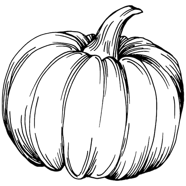 Pumpkin hand drawn vintage illustration of pumpkin for halloween. Engraving autumn. Harvest for cooking.