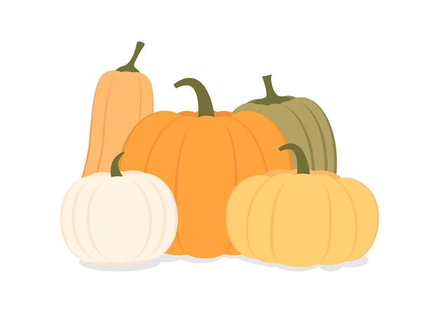 Pumpkin harvest of different shapes and colors flat illustration