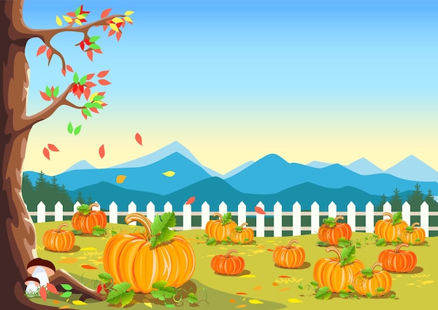 Vector pumpkin harvest