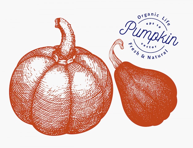 Pumpkin illustration set. Hand drawn vector vegetable illustration. Engraved style Halloween or Thanksgiving Day