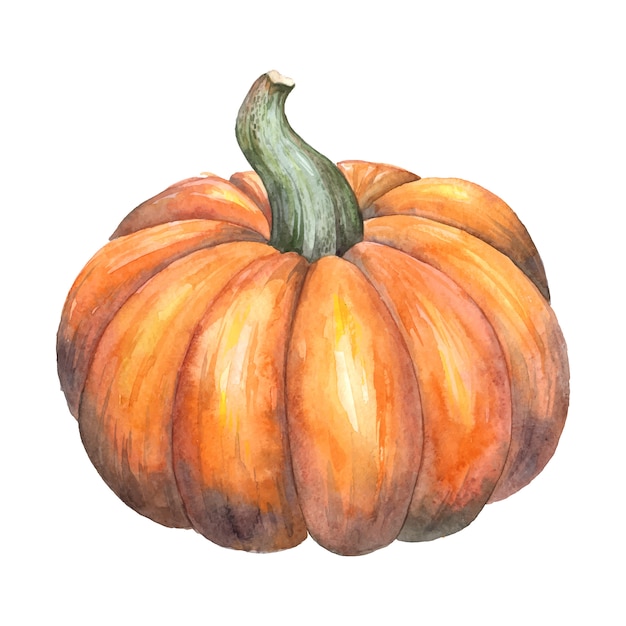 Pumpkin  illustration