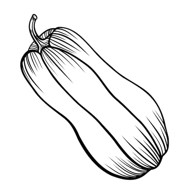 Pumpkin line drawn on white background doodle vector autumn illustration