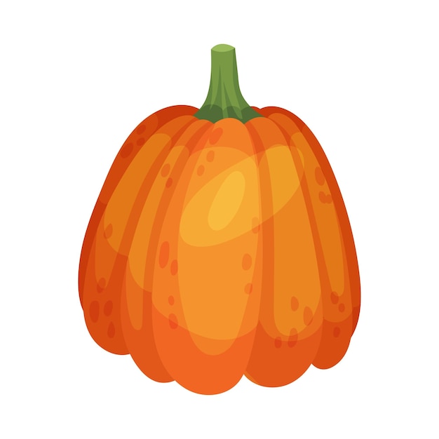 Pumpkin orange vegetable isolated on white background vector illustration