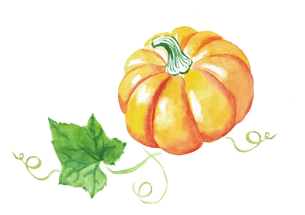 Pumpkin orange vegetables pumpkins with leaves Halloween vegetarian food watercolor