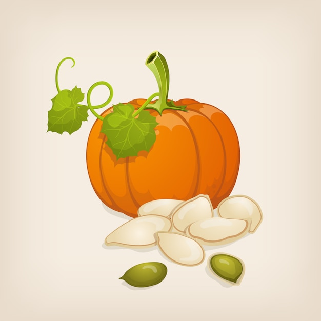 Vector pumpkin and  seeds.  illustration.