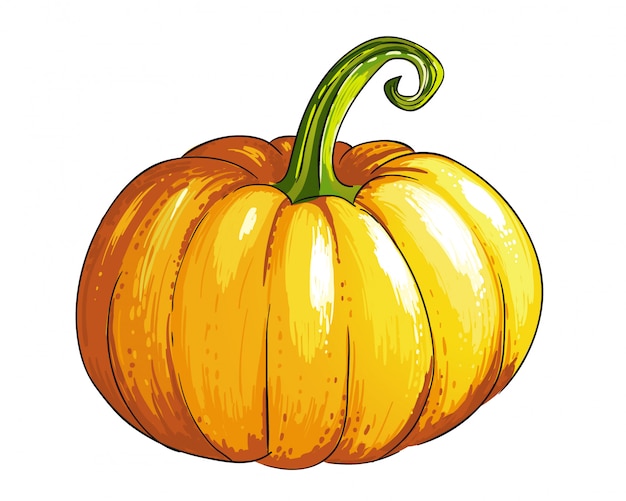 Vector pumpkin in sketch style.