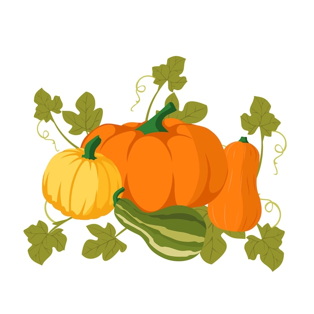 Vector pumpkin of various shapes and colors ripe orange pumpkin vegetable