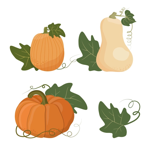 Pumpkin of various shapes and colors. Thanksgiving and Halloween Elements.