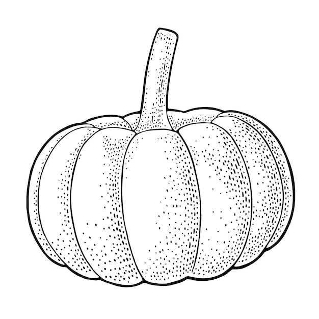 Vector pumpkin. vector black vintage engraving illustration. isolated on white background