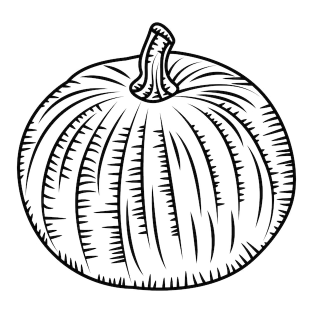 Pumpkin vegetable engraved drawing vector illustration