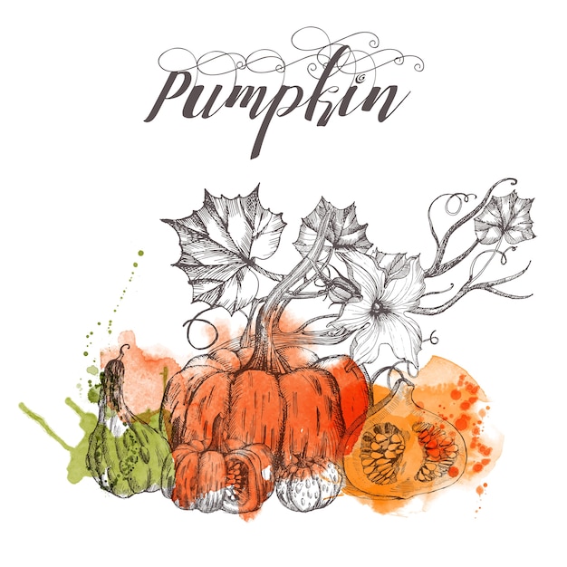 Pumpkin vegetables sketch illustration