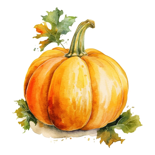 Pumpkin watercolor clipart