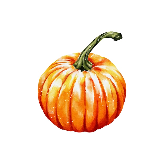 Pumpkin watercolor vector illustration isolated on white background