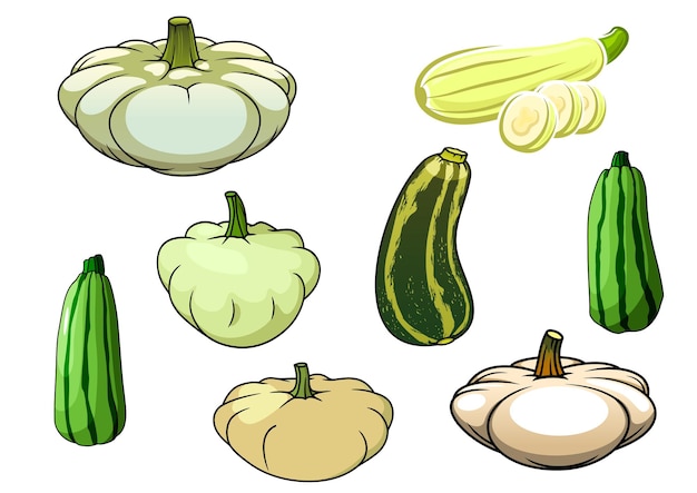 Vector pumpkin zucchini and pattypan squash