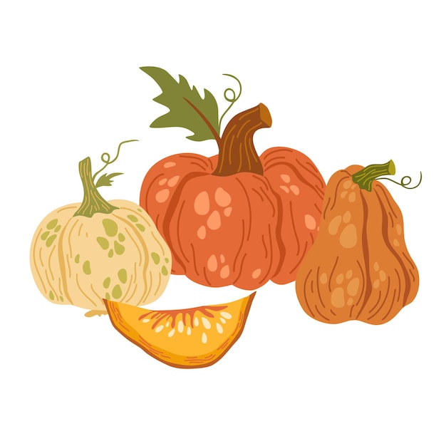 Pumpkins autumn composition with pumpkins fresh vegetables harvesting invitation to the thanksgiving of the autumn season vector flat cartoon illustration isolated on the white background