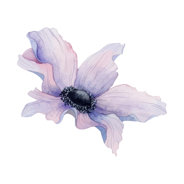 purple anemone flower watercolor vector illustration spring botanical drawing for wedding designs