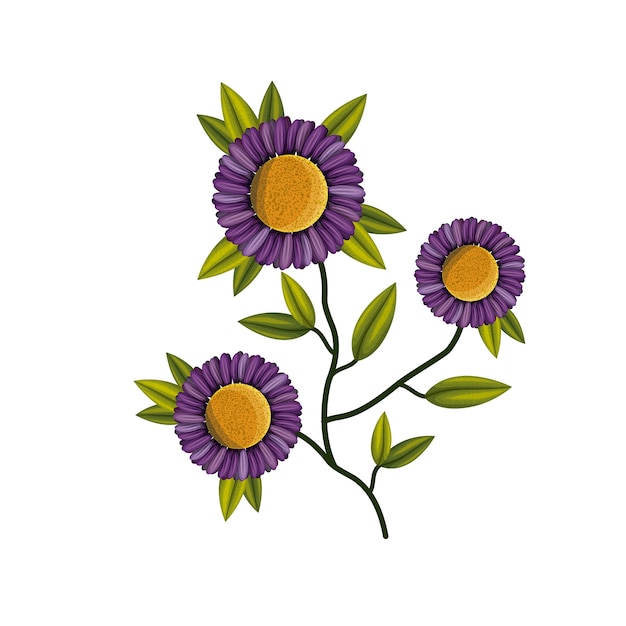 Purple daisy flower plant in white background