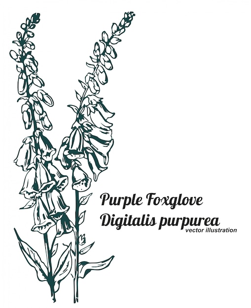 Purple foxglove or digitalis purpurea