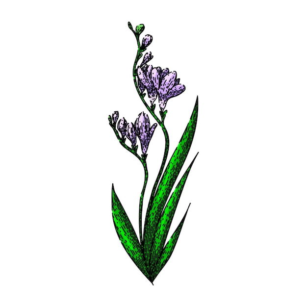 purple freesia sketch hand drawn vector