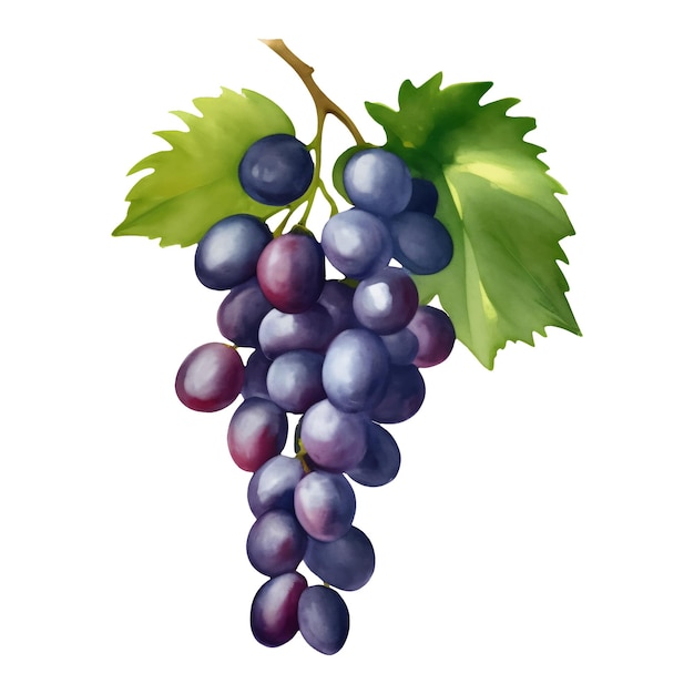 Purple Grapes with Leaves Isolated Hand Drawn Painting Illustration